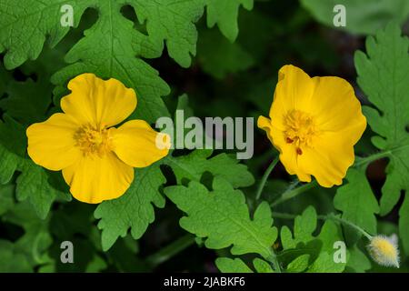 Coquelicot celandine, Stylophorum diphyllum, floraison dans la réserve Trillium Ravine, une réserve de la Michigan nature Association, États-Unis Banque D'Images