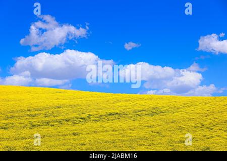 Horizon de printemps avec des fleurs jaunes champ sous ciel bleu et nuages, Italie (Apulia).horizon de printemps avec nuages et champs de floraison. Banque D'Images