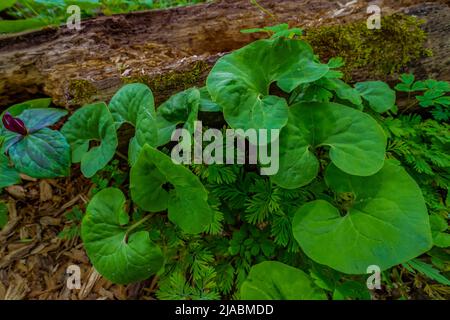 Gingembre sauvage, Asarum canadense, dans la réserve Trillium Ravine, une réserve de la Michigan nature Association, États-Unis Banque D'Images