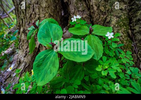 ToadShade, Trillium sessile, floraison dans la réserve Trillium Ravine, une réserve de Michigan nature Association, États-Unis Banque D'Images