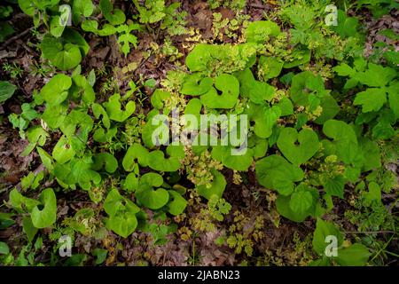 Gingembre sauvage, Asarum canadense, dans la réserve Trillium Ravine, une réserve de la Michigan nature Association, États-Unis Banque D'Images