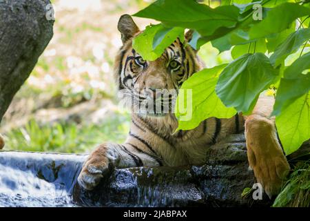 Le tigre repose sur l'eau courante et est caché derrière une branche d'arbre. Banque D'Images