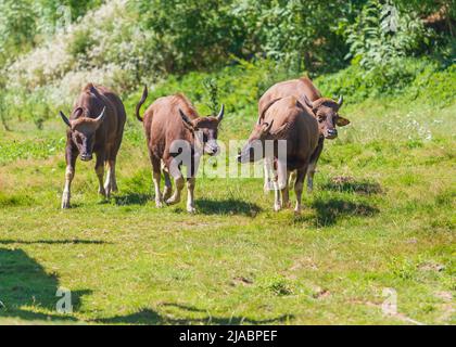 Gaur en Indien - Bos Gaurus - un groupe de quatre pièces debout dans un grand pré Banque D'Images