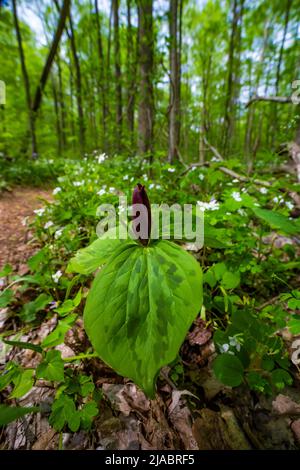 ToadShade, Trillium sessile, floraison dans la réserve Trillium Ravine, une réserve de Michigan nature Association, États-Unis Banque D'Images