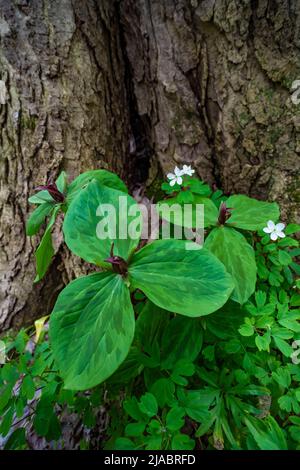 ToadShade, Trillium sessile, floraison dans la réserve Trillium Ravine, une réserve de Michigan nature Association, États-Unis Banque D'Images