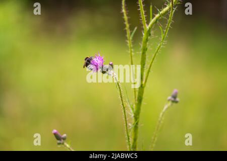 Fleurs de fleurs de prairie dans la prairie. Il y a divers insectes sur les fleurs - papillon, papillon, papillon, coléoptère. L'arrière-plan est vert. Banque D'Images