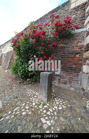 Un rosier sur un vieux mur à Thorn, aux pays-Bas Banque D'Images