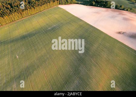 Vue aérienne par drone d'un champ vert fraîchement semé avec des traces de pneus de tracteur au coucher du soleil Banque D'Images