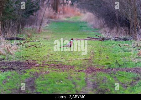 Un oiseau de perdrix coloré se dresse sur un sentier forestier. Il y a des arbres autour. Banque D'Images