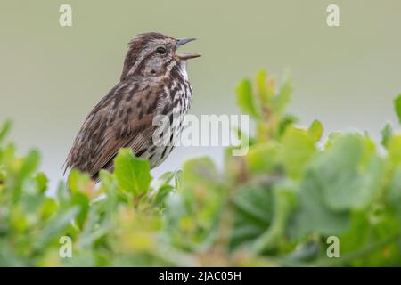 Un chant de chant Sparrow (Melospiza melodia) avec sa tête en arrière et beak ouvert la voix à point Reyes National Seashore en Californie, Etats-Unis. Banque D'Images