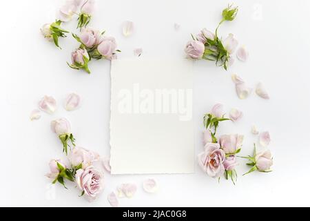 Cadre de roses et pétales sur fond blanc. Pose à plat. Banque D'Images