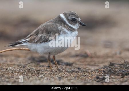 Un pluvier semi-jumelé (Charadrius semipalmatus) sur la plage de point Reyes National Seahore, Californie, Etats-Unis. Banque D'Images