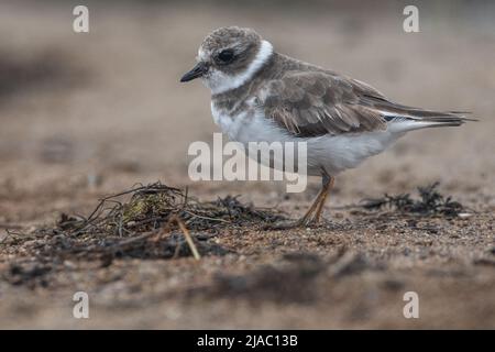 Un pluvier semi-jumelé (Charadrius semipalmatus) sur la plage de point Reyes National Seahore, Californie, Etats-Unis. Banque D'Images