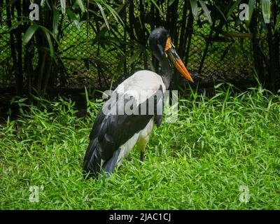 La cigogne à bec de selle (Ephippiorhynchus senegalensis) est un grand oiseau à gué de la famille des cigognes qui se balade dans le parc Banque D'Images