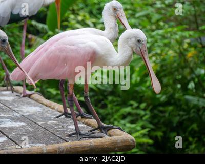 roseate spoonbill (Platalea ajaja) est un oiseau de passage à gué grégaire de la famille ibis et spoonbill qui se trouve près de l'étang Banque D'Images