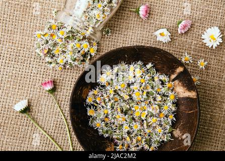 Plante médicinale à base de plantes séchées, la pâquerette commune, également connue sous le nom de Bellis Perennis. Fleurs sèches dans un pot en verre et un bol en bois, prêt à préparer du thé à base de plantes. Banque D'Images