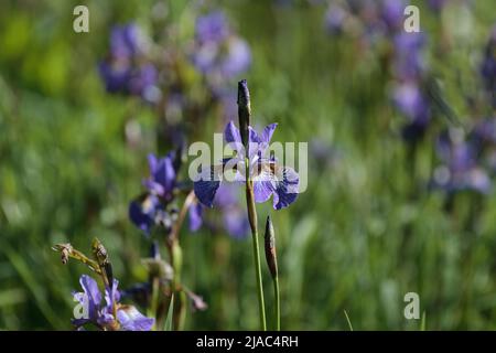 Iris en fleurs Banque D'Images