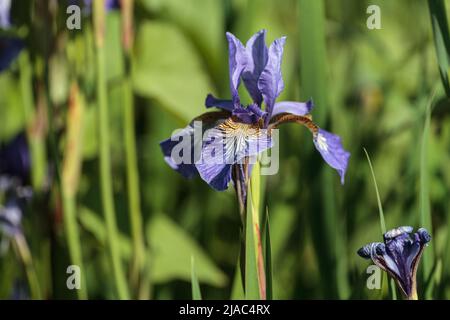 Iris en fleurs Banque D'Images