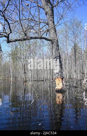 Arbres rongé par les castors. Preuve de la vie des castors dans le parc national. Banque D'Images