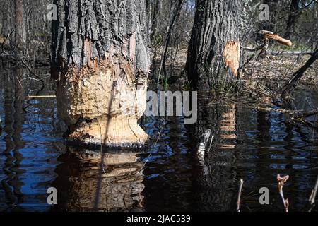 Arbres rongé par les castors. Preuve de la vie des castors dans le parc national. Banque D'Images