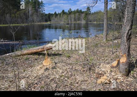 Arbres rongé par les castors. Preuve de la vie des castors dans le parc national. Banque D'Images