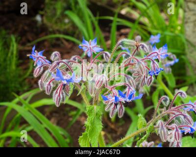 Fleurs d'été bleues de la bourrache annuelle, Borago officinalis Banque D'Images