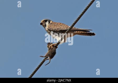 Kestrel américain (Falco sparverius) femelle adulte perchée sur la ligne électrique avec la proie des rongeurs Costa Rica Mars Banque D'Images