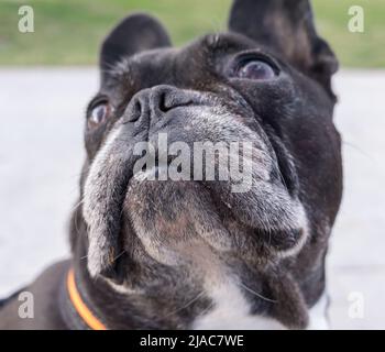 Bouledogue français noir en haut. Selective focus sur les yeux et le nez Banque D'Images