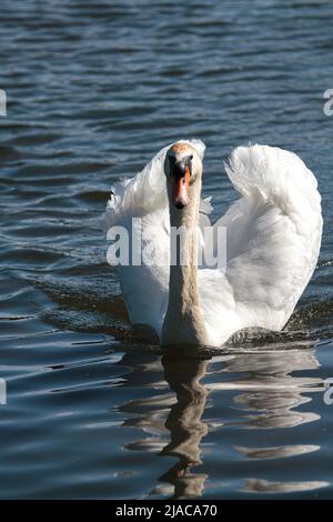 Homme (CoB) Mute Swan (Cygnus olor) de l'avant Banque D'Images