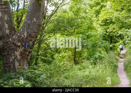 Braubach, 2022, mai 29.: Panneau 'Rheinsteig' sur un grand arbre à Braubach, Rhénanie-Palatinat, Allemagne, Europe. Banque D'Images