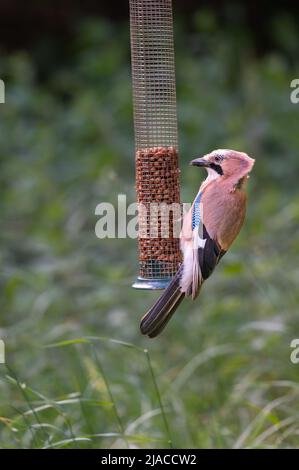 Jay Garrulus glandarius membre du corbeau qui se nourrit de famil dans un alimenteur d'arachides à Norfolk, au Royaume-Uni Banque D'Images