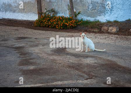 Le chat solitaire blanc s'est accrouillé sur la route, Linosa. Sicile Banque D'Images