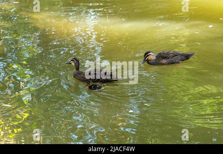 Un canard noir du Pacifique (Anas supercilios), homme et femme, nage avec des poussins au parc animalier Featherdale Wildlife Park, Nouvelle-Galles du Sud, Australie (photo de Tara Chan Banque D'Images