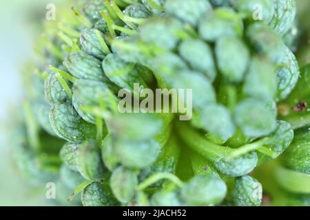 Des œufs de charançon de la fleur de fraise Anthonomus rubi ont été déposés sur la fraisier. C'est un charançon qui se nourrit des membres des Rosaceae. Banque D'Images