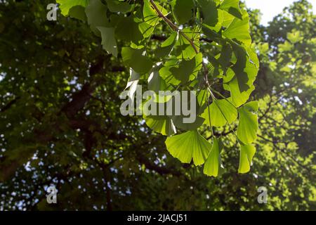 Ginkgo biloba ou Gingko ou arbre décoratif de maidenhair avec des feuilles vertes de printemps dans le jardin ornemental Banque D'Images