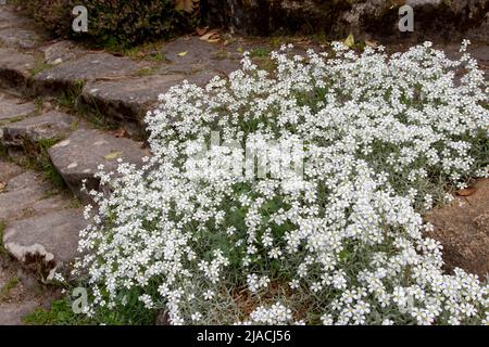 Cerastium tomentosum ou plante à faible floraison enneigée en été recouverte de petites fleurs blanches dans le rocary Banque D'Images