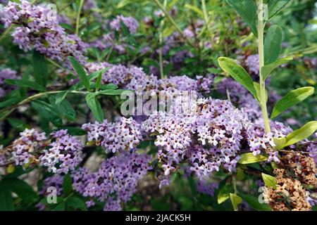 Wechselblaettriger Sommerflieder (Buddleja alternifolia), Hängeflieder, Hänge-Buddleie Banque D'Images