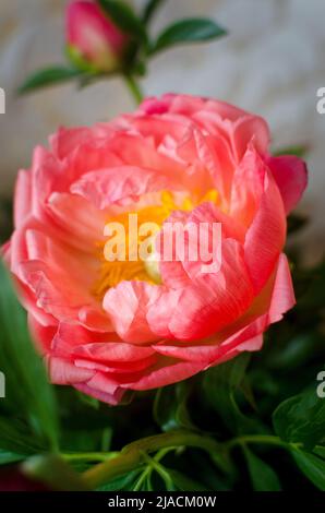 Magnifique bouquet de pivoines de charme corail frais en pleine fleur dans un vase. Copier l'espace pour le texte. Banque D'Images