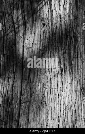 Un gros plan des ombres sur le tronc d'arbre en noir et blanc peut être utilisé comme fond, papier peint, texture, motif ou photographie abstraite - stock Banque D'Images