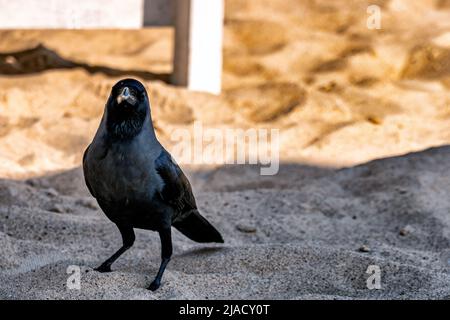 Noir corbeau sur une plage de sable, gros plan. Calangute, Inde Banque D'Images