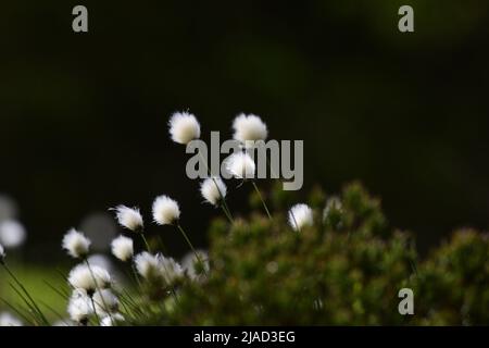 Eriophorum angustifolium ou herbe de coton Banque D'Images