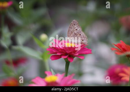 un papillon perché sur une fleur rose de zinnia dans le jardin Banque D'Images