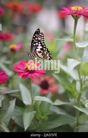 un papillon perché sur une fleur rose de zinnia dans le jardin Banque D'Images