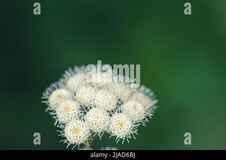 Détail de fleurs en mousse blanche (Ageratina adenophora) sur fond vert dans un jardin Banque D'Images