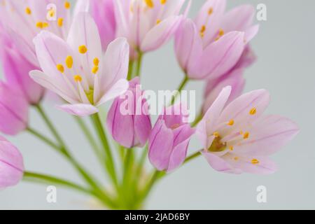 Détail de petites fleurs de poireau d'ail sauvage (allium) aux couleurs douces et aux étamines jaunes Banque D'Images