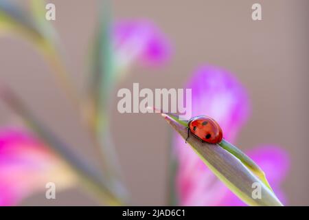 Coccinelle rouge sur la feuille d'une plante pourpre de lys sauvages Banque D'Images