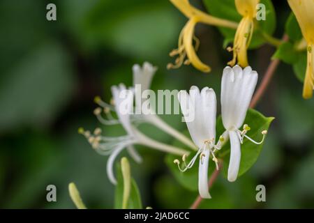 Détail des fleurs délicates et aromatiques du Honeysuckle (Lonicera japonica) dans la nature Banque D'Images