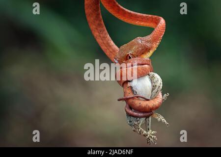 Jeune serpent de la boïga rouge accroché à une branche mangeant un rongeur, Indonésie Banque D'Images