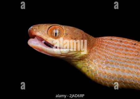 Gros plan d'une tête de serpent de la boïga rouge juvénile, Indonésie Banque D'Images