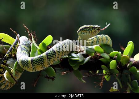 Le serpent de Pit Viper de Wagler sur une branche, en Indonésie Banque D'Images